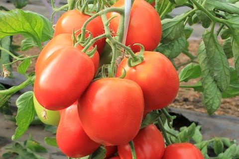 Anbau von Tomaten für Kinder