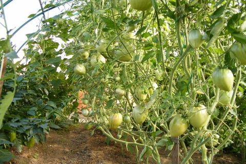 Tomaten anbauen