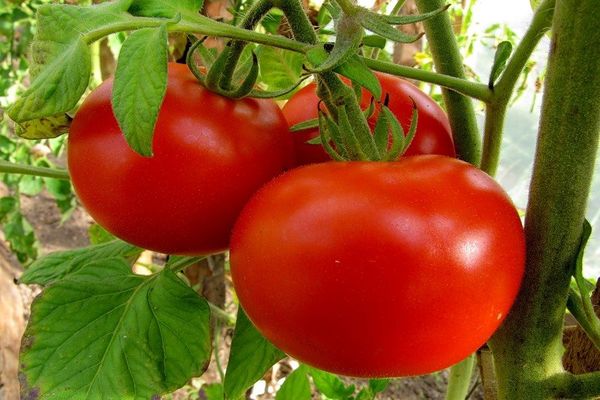 Eigenschaften und Beschreibung der Tomatensorte Lezhebok, ihr Ertrag