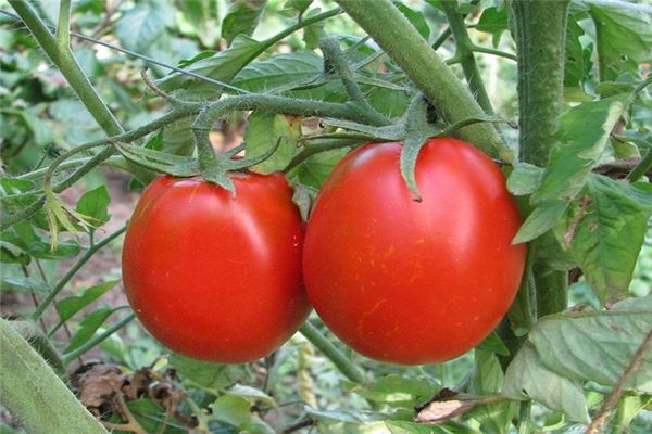 Tomatenbüsche