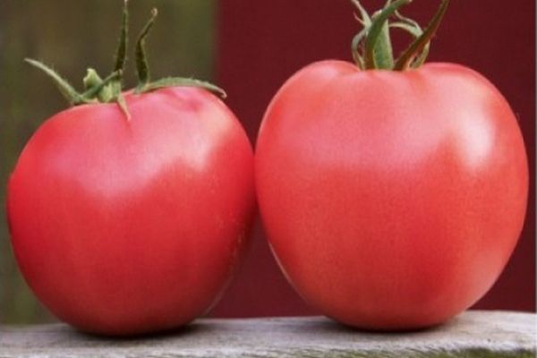 variedades de cultivo de tomate