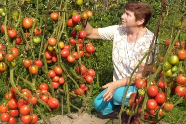 tomato fruit