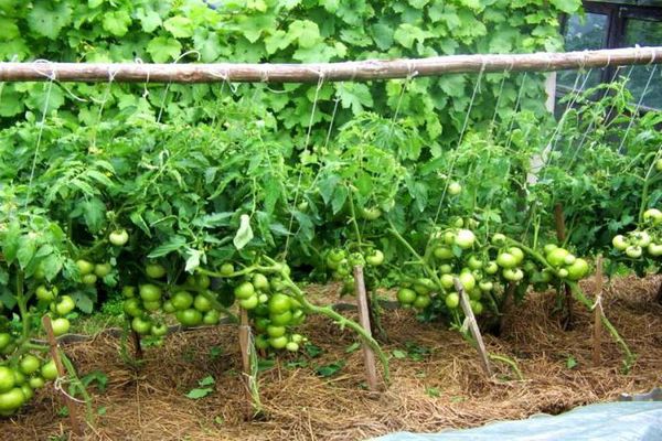 výsadba rajčat