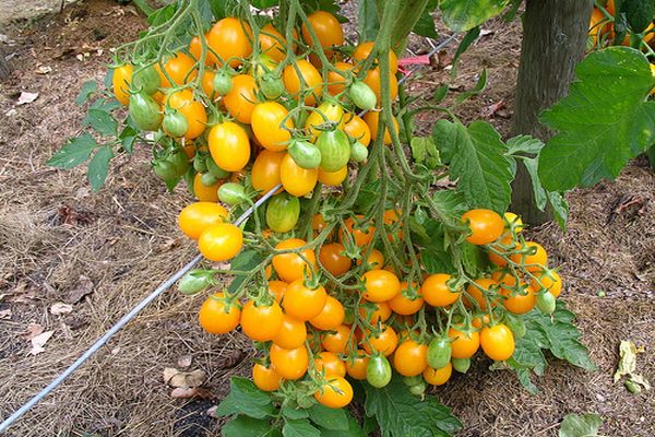 pěstování rajčat ildi