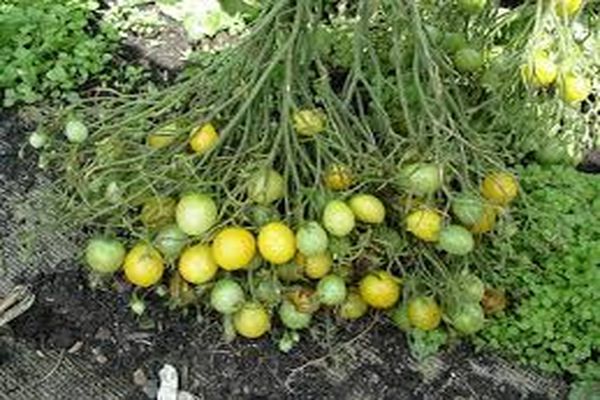 variétés de tomates