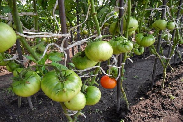 Plody kozáka rajčat