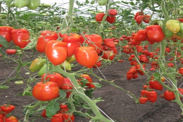 tomates en el jardin