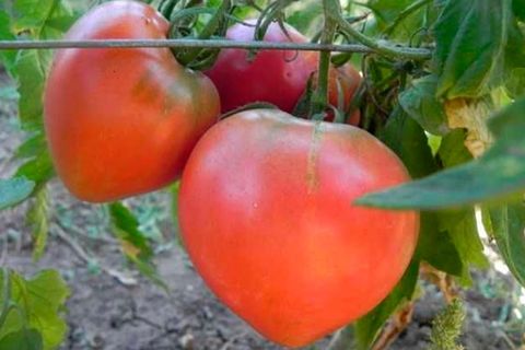 dvě stonková rajčata