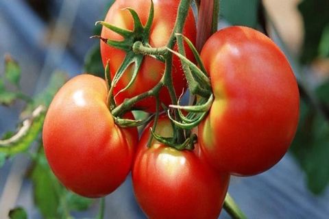 Tomaten lieben es, zu wachsen