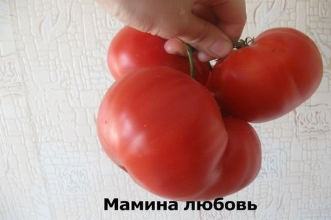 rajčatová mateřská láska