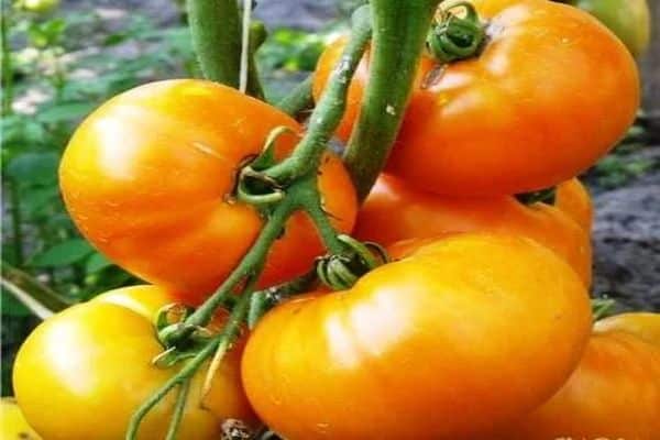 Charakteristika a popis odrůdy rajčat Marissa