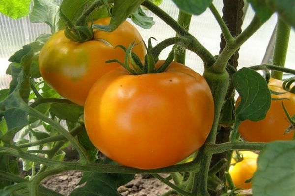 variété de tomate Marissa