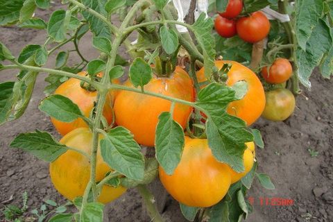 tomatoes growing