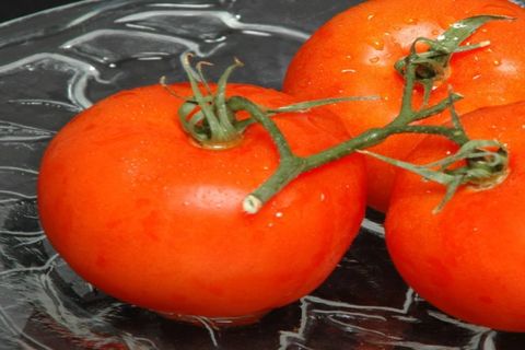 tomato seedlings