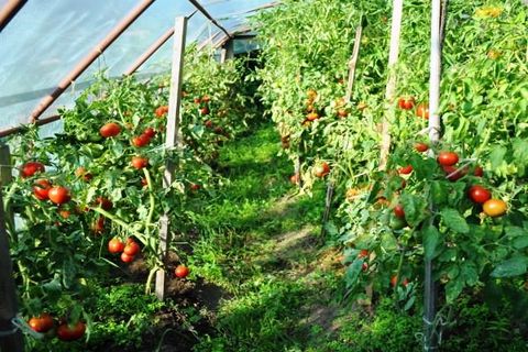 tomates dans une serre