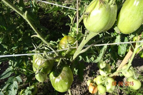 ovaires de tomates