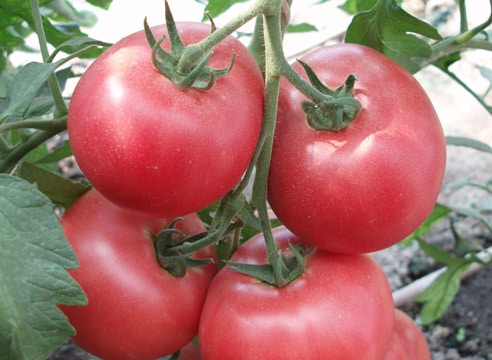 buissons de tomates Barmaley