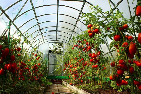Cukrová rajčata Nastasya ve skleníku