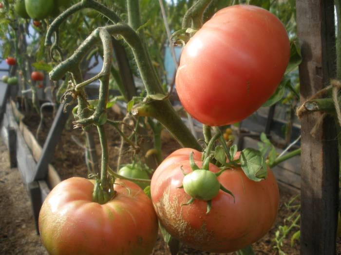 Tomatenstrauch Barmaley