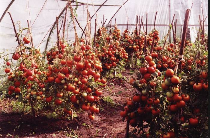 métodos de cultivo