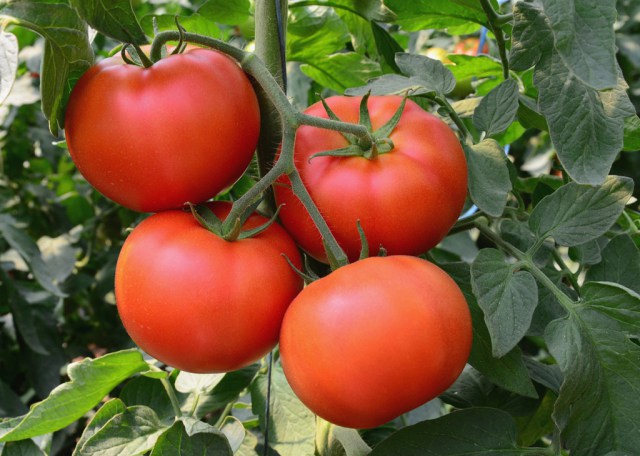 cabaña rica en tomates en campo abierto