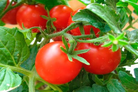 vitória dos tomates