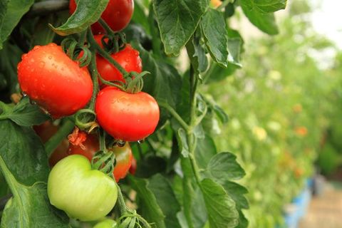 características do tomate