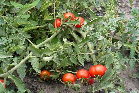 caractéristiques des tomates