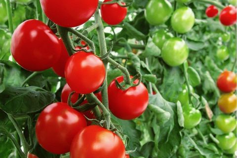 faire pousser des tomates