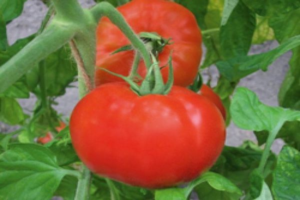 rajčatová polonéza
