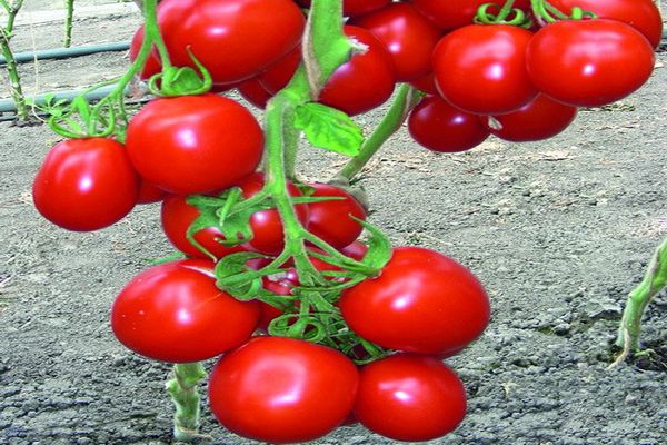 harvest ripening