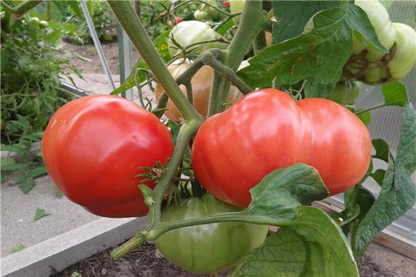 ovaires de tomates