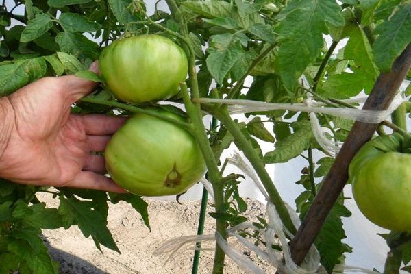 Russian Bogatyr tomatoes