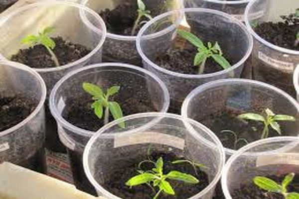 tomato seedlings