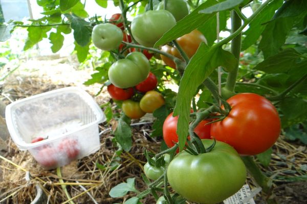 cuidado y plantación