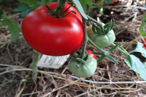 enfermedades de variedad