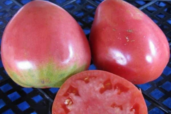 plantando tomates