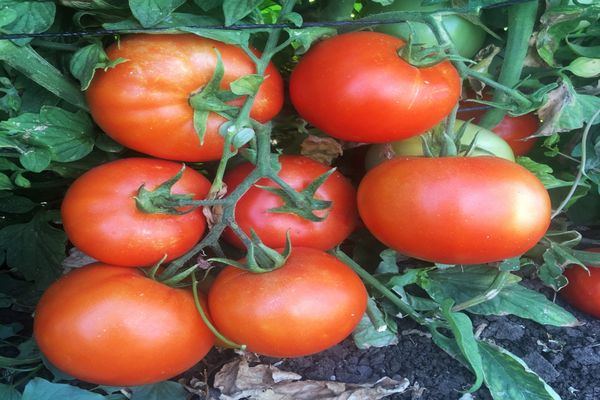 Tomatenfrüchte