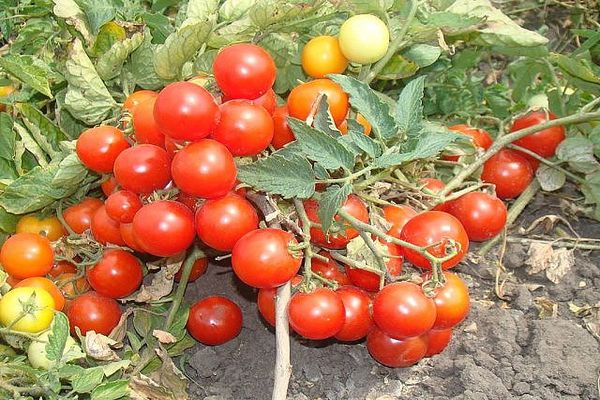 rendimiento de tomate