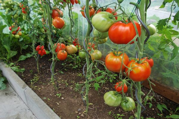 Tomaten wachsen im Norden