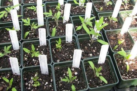 tomato seedlings