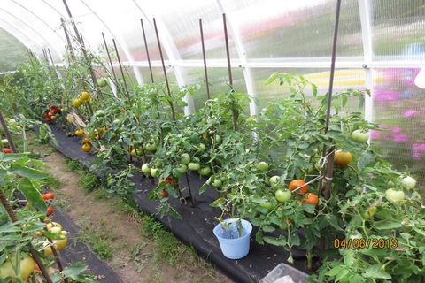 tomatoes in a greenhouse