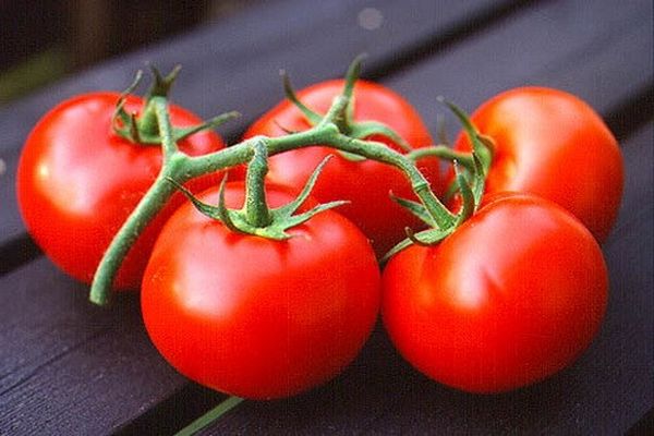 growing tomatoes varieties Snow Fairy Tale