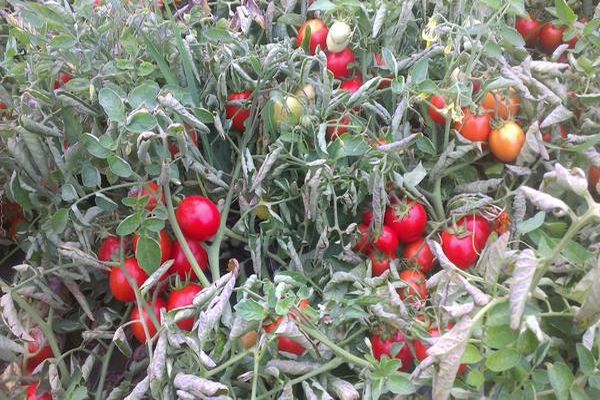 variedade de tomate Solerosso