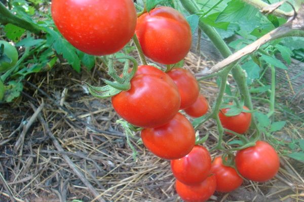 Solerosso tomato variety