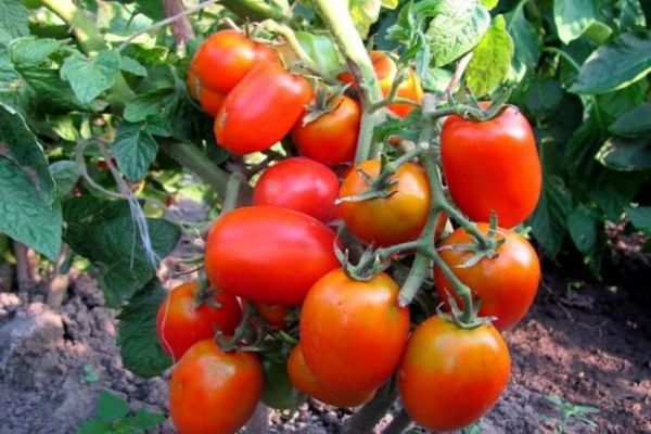 Description of the Solokha tomato and characteristics of the variety 