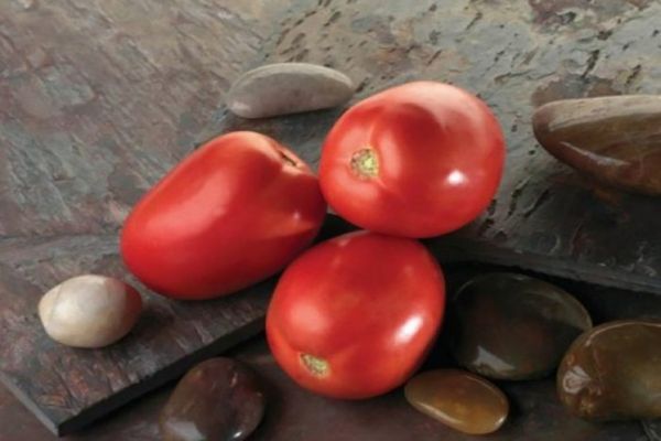 tomato Solokha variety