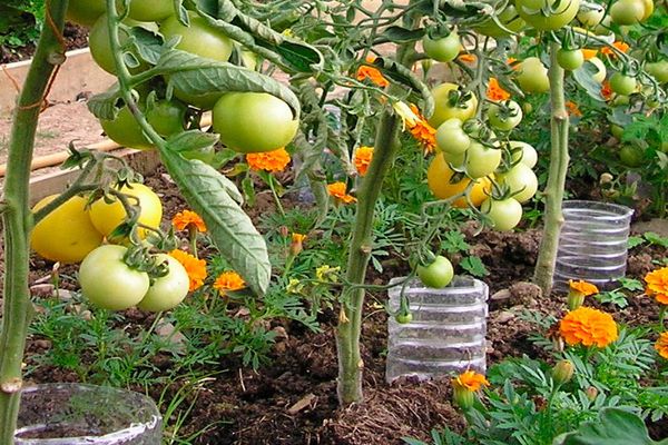 watering tomatoes