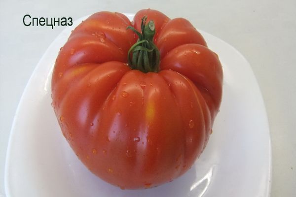 Tomaten-Spezialeinheiten