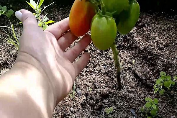 rajčatová supermodelka